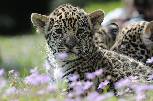 Meet Berlin's Baby Jaguars! Meet Berlin's Baby Jaguars!