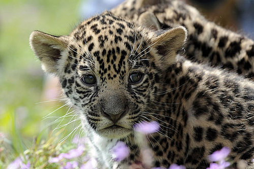 Meet Berlin's Baby Jaguars! Meet Berlin's Baby Jaguars!