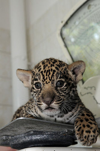 Meet Berlin's Baby Jaguars! Meet Berlin's Baby Jaguars!