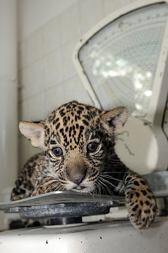 Meet Berlin's Baby Jaguars! Meet Berlin's Baby Jaguars!