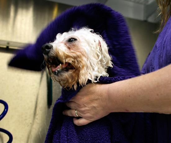 6 Tips For Grooming Older Dogs 6 Tips For Grooming Older Dogs