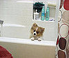 Pet Pic of the Day: Ollie Bear Wants a Bath?