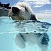 Swimming