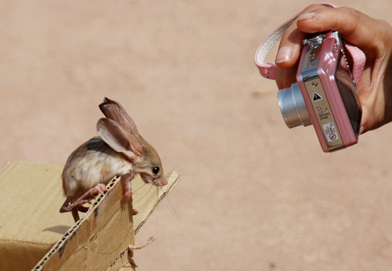 Name This Rodent! Name This Rodent!