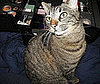 Pet Pic of the Day: Nothing Comes Between Toonces and Her Makeup