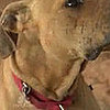 Follow Up On a Few of Michael Vick's Dogs