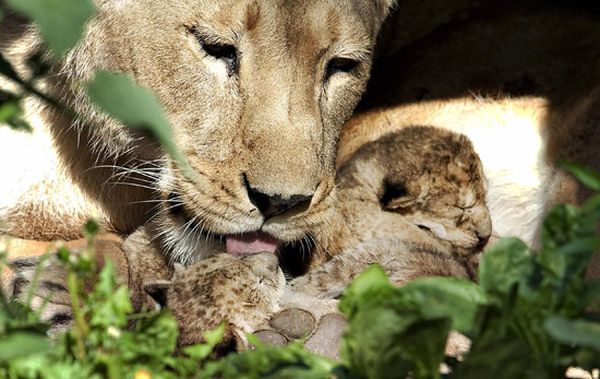 Lioness Kisses!