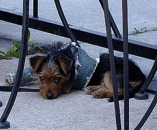 Top 10 Ways Your Pets Break Bones!