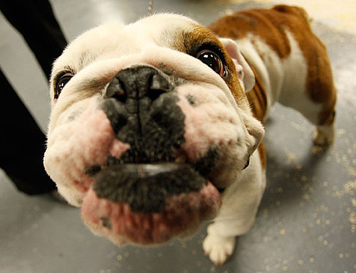 What Do You Know About Bulldogs?
