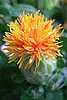 Safflower Oil 