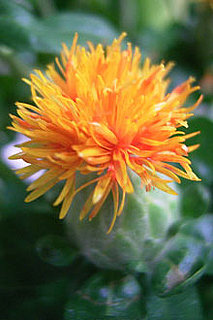 Safflower Oil 