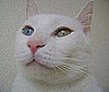 Pet Pic of the Day: Ozzy's From Another Planet