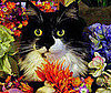 Pet Pic of the Day: Fezzick's Flowery Romp