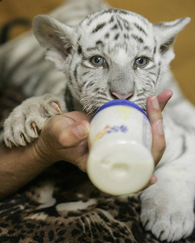 Baby Tiger Cuteness Baby Tiger Cuteness