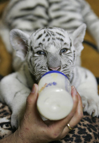 Baby Tiger Cuteness Baby Tiger Cuteness