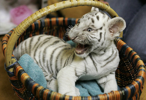 Baby Tiger Cuteness Baby Tiger Cuteness