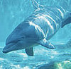Do You Know the Difference Between Dolphins and Porpoises?