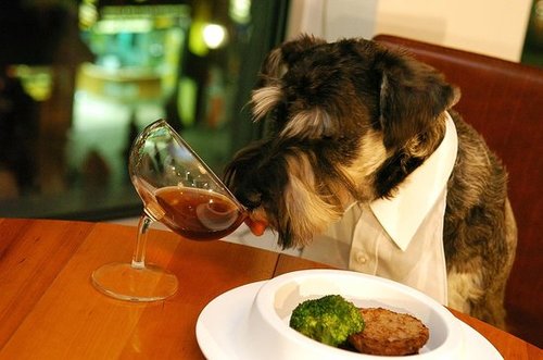 Test Your Knowledge at Another Guess What Breed Super Quiz! Test Your Knowledge at Another Guess What Breed Super Quiz!