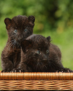 Sipura and Larisa Have Wandering Eyes