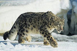 Apple Announces Snow Leopard At 2009 WWDC Apple Announces Snow Leopard At 2009 WWDC
