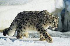 Apple Announces Snow Leopard At 2009 WWDC