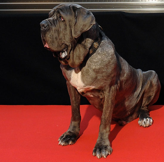 Name This Movie Dog!