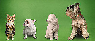 Do Tell: Weigh In on Mandatory Spay/Neuter Laws
