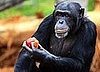 Primates Aren't Pets: House to Keep Chimps Out of Homes