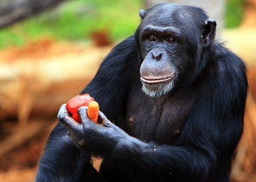 Primates Aren't Pets: House to Keep Chimps Out of Homes