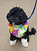 Photos of Obama's Dog Bo