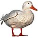 Walking Like a Duck