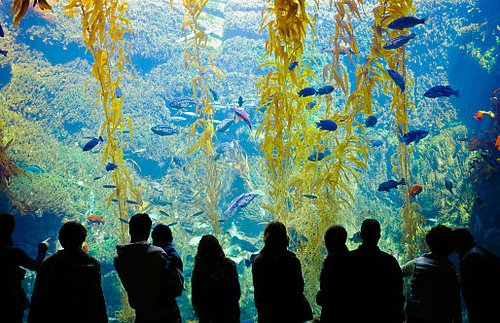 Aquarium Aquarium