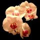 aletheia aletheia