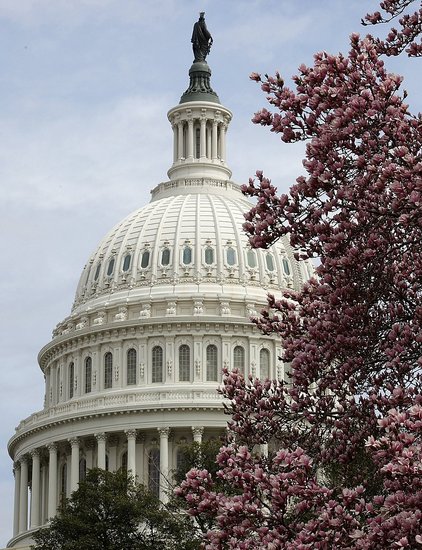Pictures of Cherry Blossoms Blooming in Washington DC Pictures of Cherry Blossoms Blooming in Washington DC