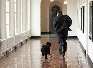 White House Pets Trivia Quiz