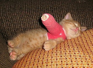 Cute Alert: Animals With Casts