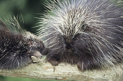 Different Types of Bristles on Hairbrushes