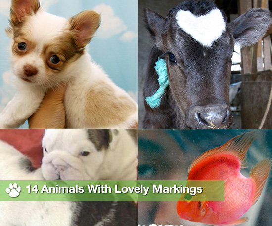Be Still My Heart: 14 Animals With Lovely Markings