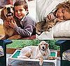 Win an Iams Package For Your Cat or Dog and Two Kuranda Beds For Shelter Pets