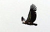Creature Features: What Do You Know About Buzzards?