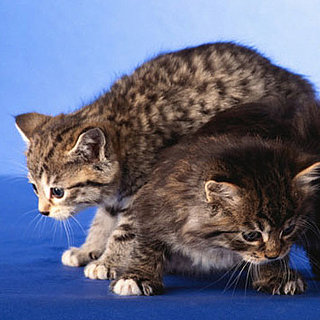 To the Rescue: 9 Tips For Kitty Care and Conundrums 