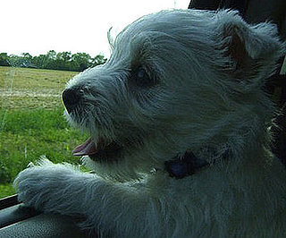 Pet Pics on PetSugar 2009-04-29 09:00:00
