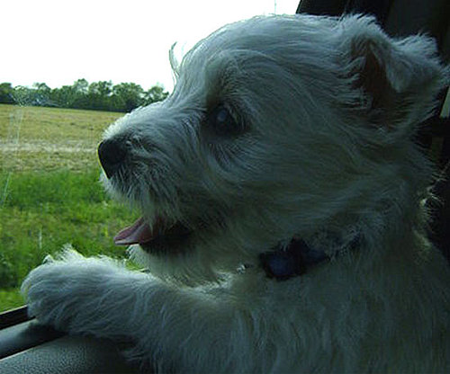 Pet Pics on PetSugar 2009-04-29 09:00:00