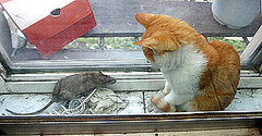For Sale! One useless Cat! 