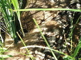 Little Fawn in the grass