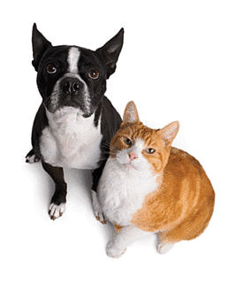 Play to Win a Prize Pack For Your Pet!