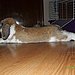Floppy aka Mr Bunny