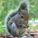 NeffableSquirrel