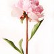pinkpeonygirl