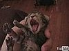 Happy Caturday!